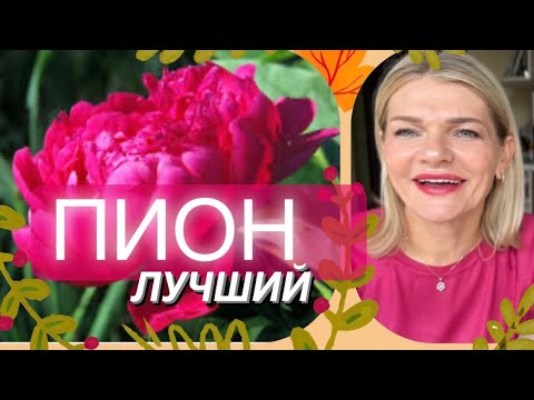 Видео: 🌺ПИОН В ПАРФЮМАХ✨ 10+1 парфюм с нотой пиона в солистах☝️
