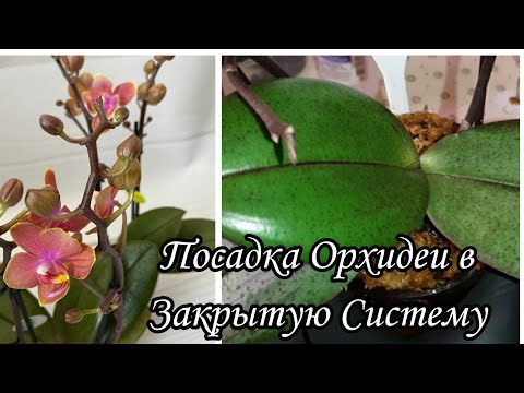 Видео: Посадка Орхидеи в Мини Закрытую Систему | Phal. Dusty Belle