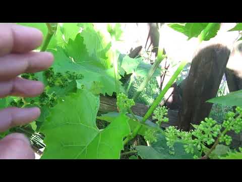 Видео: 🔴🔴Как определить сроки до цветения винограда?