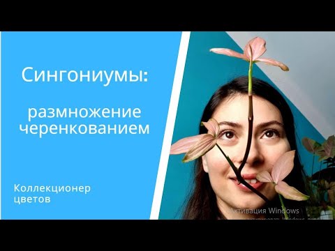 Видео: Как за 3 месяца вырастить пышный кустик Сингониума? Какие ошибки приводят к облысению лианы?