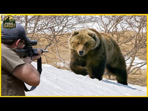 Видео: Смертельная погоня – охота с винтовкой на огромных бурых медведей Карпат | Инвазивные виды