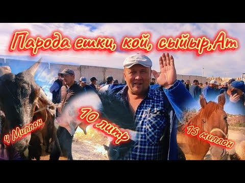 Видео: Базарда баха уштыма? Шымбай мал базары Ат базары парода ешки Койлар бахалары тамаша етемиз