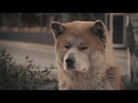 Видео: Вадик Плюс (П.Л.Ю.С.) -  Самый верный друг