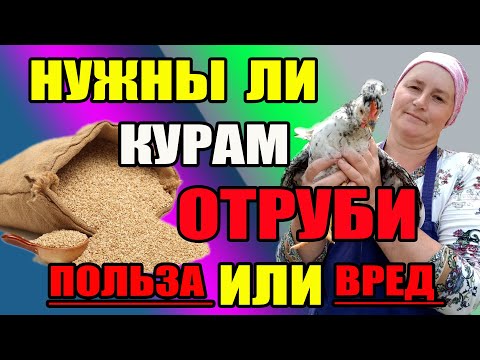 Видео: Нужны ли курам ОТРУБИ. В чем польза или вред отрубей.