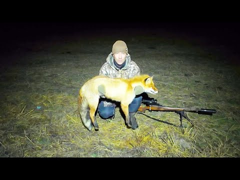 Видео: ЭТА ЛИСА ПРОСТО ОГРОМНАЯ / ЧЕТЫРЕ ЧАСА ЖДАЛ ЗВЕРЯ / ОХОТА С КАРАБИНОМ ЛОСЬ + Electron Artelv.