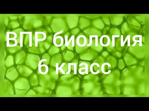 Видео: ВПР - 2022. Биология 6 класс. Вариант с ответами №1