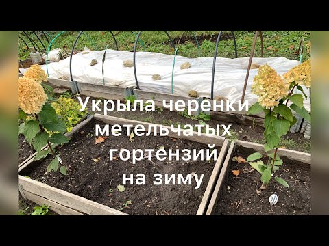 Видео: ПОДГОТОВКА И УКРЫТИЕ ЧЕРЕНКОВ НА ЗИМУ.