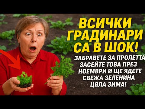 Видео: ВСИЧКИ ГРАДИНАРИ СА В ШОК! Забравете за пролетта: засейте ТОВА през ноември и ще ядете свежа зелени