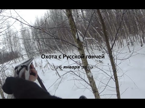 Видео: Охота на зайца 26 01 19