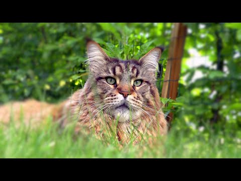 Видео: Кот Вилли, умные утки и расчистка фарватера