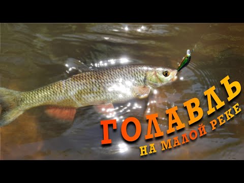 Видео: ГОЛАВЛЬ В ПОДМОСКОВЬЕ. с мормышки перешёл на воблеры и дело пошло.