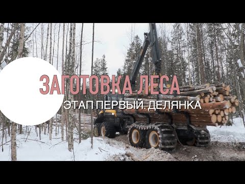 Видео: Заготовка леса в делянке. Работа лесозаготовительного комплекса