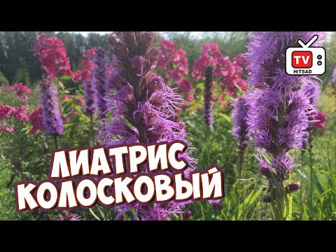 Видео: Неприхотливые цветы для сада 🌸 ЛИАТРИС КОЛОСКОВЫЙ 🌸 Посадка выращивание уход