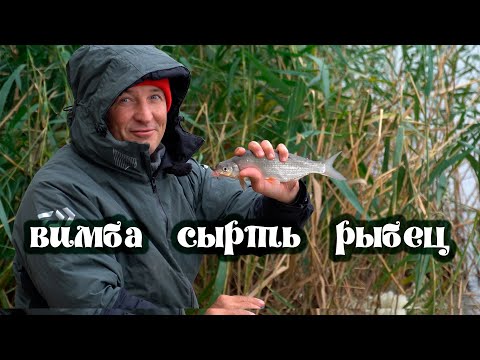 Видео: Вимба, сырть, рыбец. Ловим на фидер!