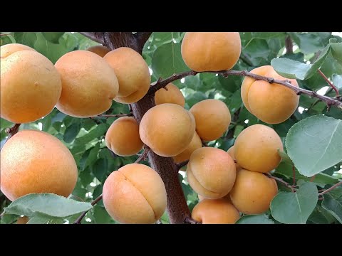 Видео: Абрикос Фардао. Apricot Fardao. Пізній, солодкий і хрусткий сорт. Огляд від Максі Сад