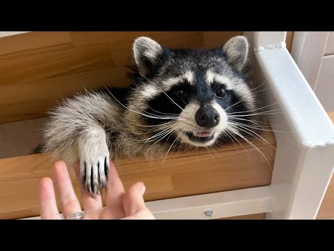 Видео: ЕНОТ ГОРУШКА ПЫТАЕТСЯ ПОДРУЖИТЬСЯ С ЗЕФИРКОЙ И ОБСЛЕДУЕТ ДОМ