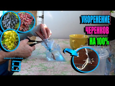 Видео: СУПЕР СПОСОБ УКОРЕНЕНИЕ ЧЕРЕНКОВ ВИНОГРАДА В ПАКЕТАХ ОТ ЮРИЯ НЕУЙМИНА. СЕВЕРНЫЙ ВИНОГРАДНИК 25-08