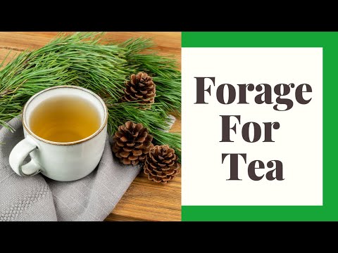 Видео: Поиск дикого чая: 9 распространённых растений, на которые стоит обратить внимание