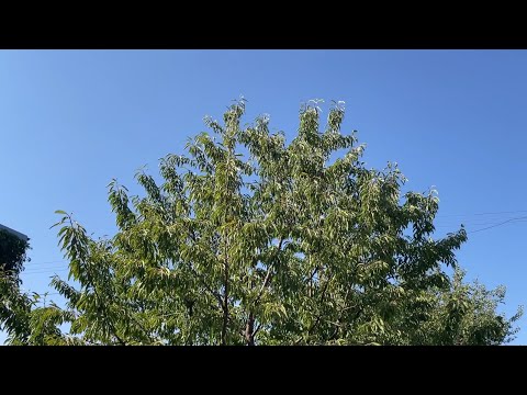 Видео: Уход за Вишней | Подготовка на Зиму | Обрезка и Полив 
