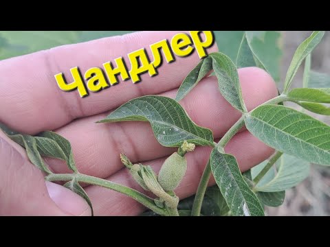 Видео: Чормағз  Chandler 1 сола ҳосил баст