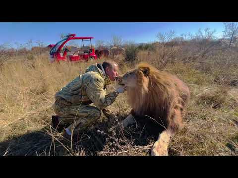 Видео: Львы за раз могут съесть до 30 кг. МЯСА !