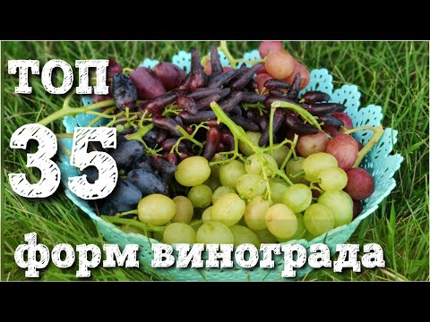 Видео: Главные новинки винограда. Лето 2020г. Конкурс.