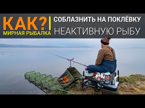 Видео: Как соблазнить неактивную рыбу на поклевку?