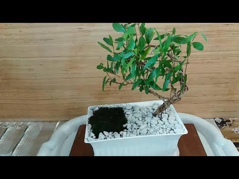 Видео: Пересадка ГРАНАТА БОНСАЙ стиль ПОРЫВ ВЕТРА