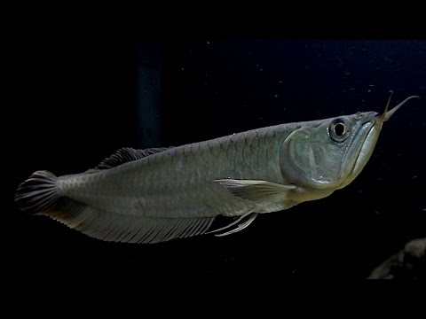 Видео: Мой аквариум на 500 литров и его обитатели.Арована,цихлазома Дови, Псевдоплатистома.