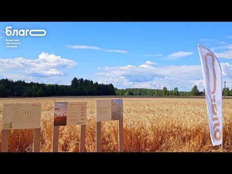 Видео: Рекорд по урожайности пшеницы - реальный кейс с БЛАГО, Нижегородская область #удобрение #урожай