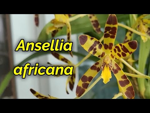 Видео: Ansellia africana. Описание и уход. 8 лет в моём уходе.