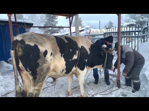 Видео: Забой быка. Почём продали? Сколько денег получили за мясо?