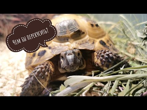 Видео: чем кормить среднеазиатских черепашек? 🐢📝