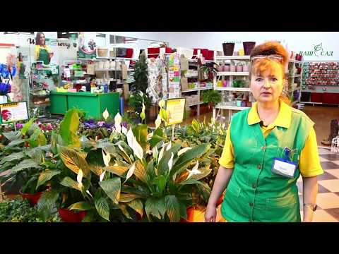 Видео: ТОП-10 самых легких в уходе комнатных растений от компании ВАШ САД Top 10 Easy Flowers to Grow