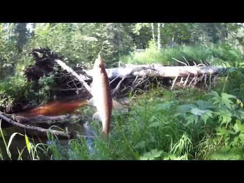 Видео: Только Black Dragon, только по белой. Мормышинг, елец.