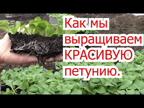 Видео: Всегда так делаю с петуньей, чтобы она выросла самой красивой!