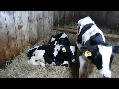 Видео: Обезвоживание у телят/ Симптомы/Понос у телят/Лечение.