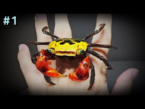 Видео: Выращивание красноклешневого краба. Куплено онлайн.