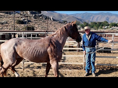 Видео: Правильно поставить ноги