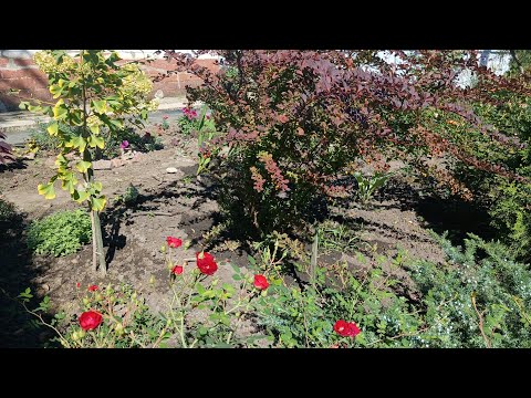 Видео: Кущі чи чагарники?