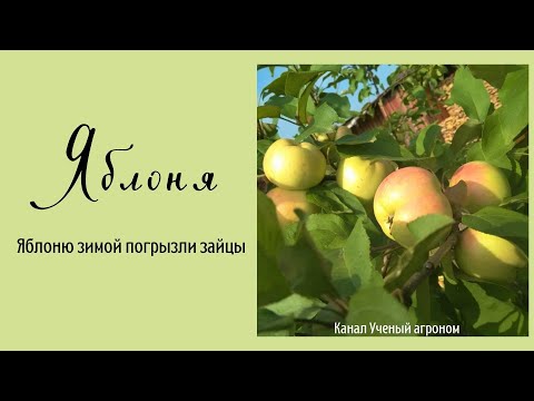 Видео: Если яблоню зимой погрызли зайцы