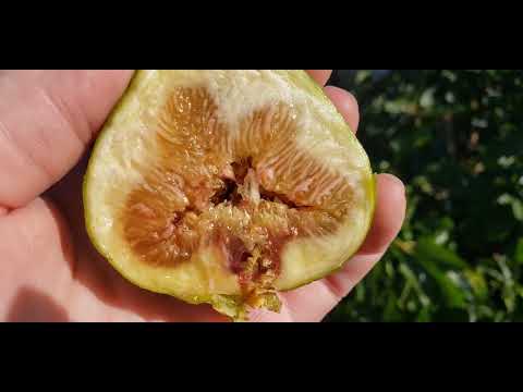 Видео: Вкусные бребы. LSU gold,  Californian brown Turkey. 