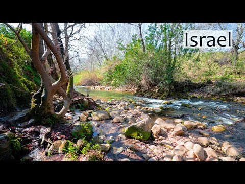 Видео: Израиль, Голанские высоты. Недалеко от границы с Сирией. Горный ручей Снир, впадающий в реку Иордан.