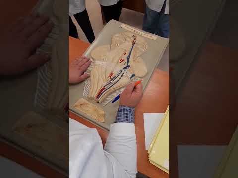 Видео: Ромбовидная ямка