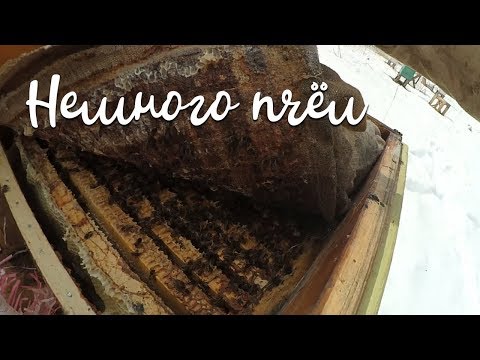 Видео: Первый тёплый день. Немного пчел