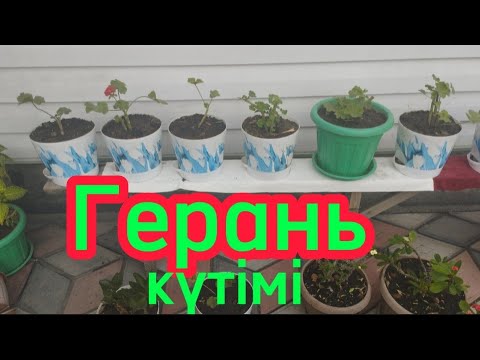 Видео: Герань гүлінің жазғы күтімі.#гүлдер #өсімдік #комнатныерастения  Гүлдер әлемі 🌺
