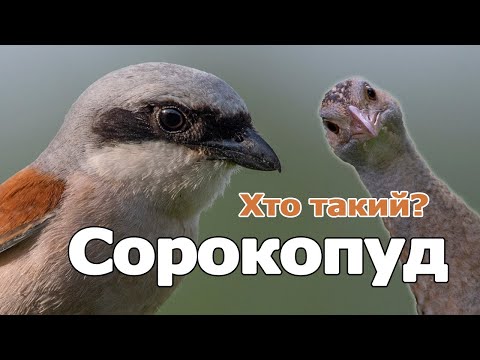 Видео: Хто такий СОРОКОПУД терновий і до чого тут ДЕРКАЧ???