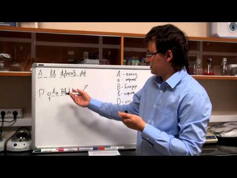 Видео: Полигибридное скрещивание. Разбор задачи №2.2