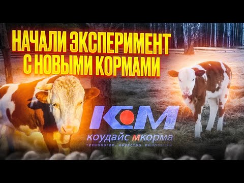 Видео: начали эксперимент с новыми кормами