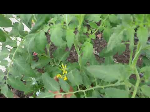 Видео: Опрашване на доматите